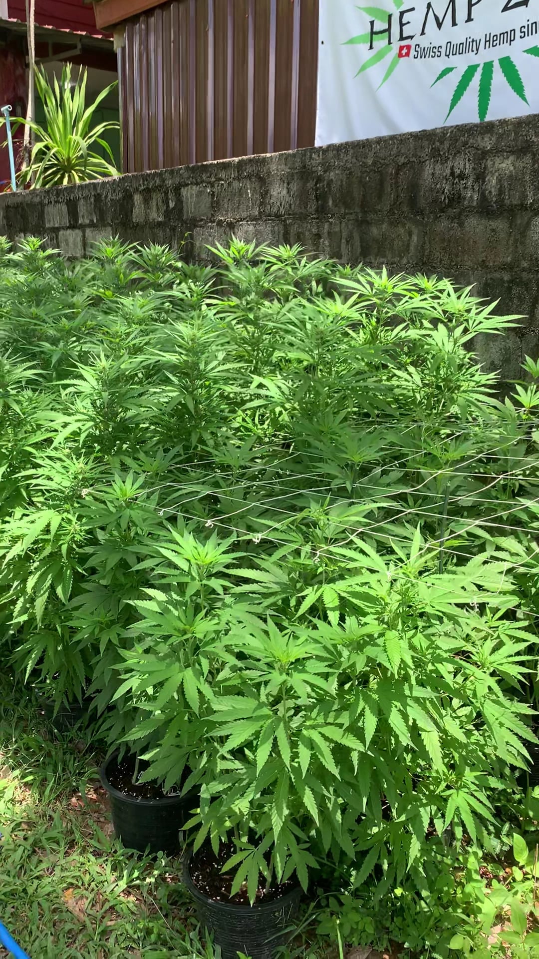 Hemp Zone