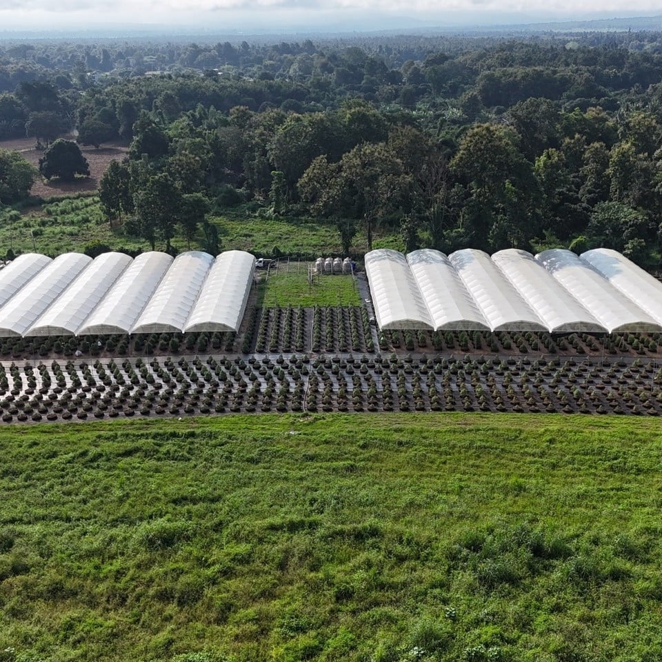 Maopa Cannabis Farm