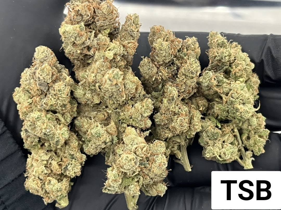 Verdant Remedy - Indoor Cannabis Farm By