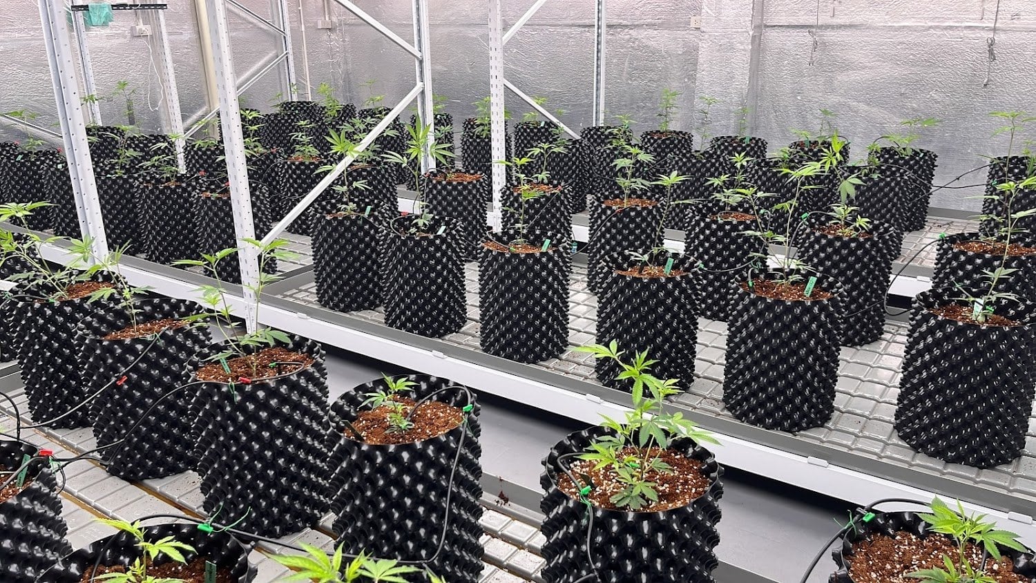Plern Everyday & Siam Verdure Research