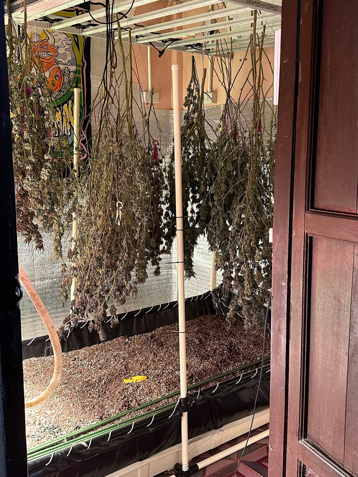 Chiewlarn Grower & Cannabis Weed