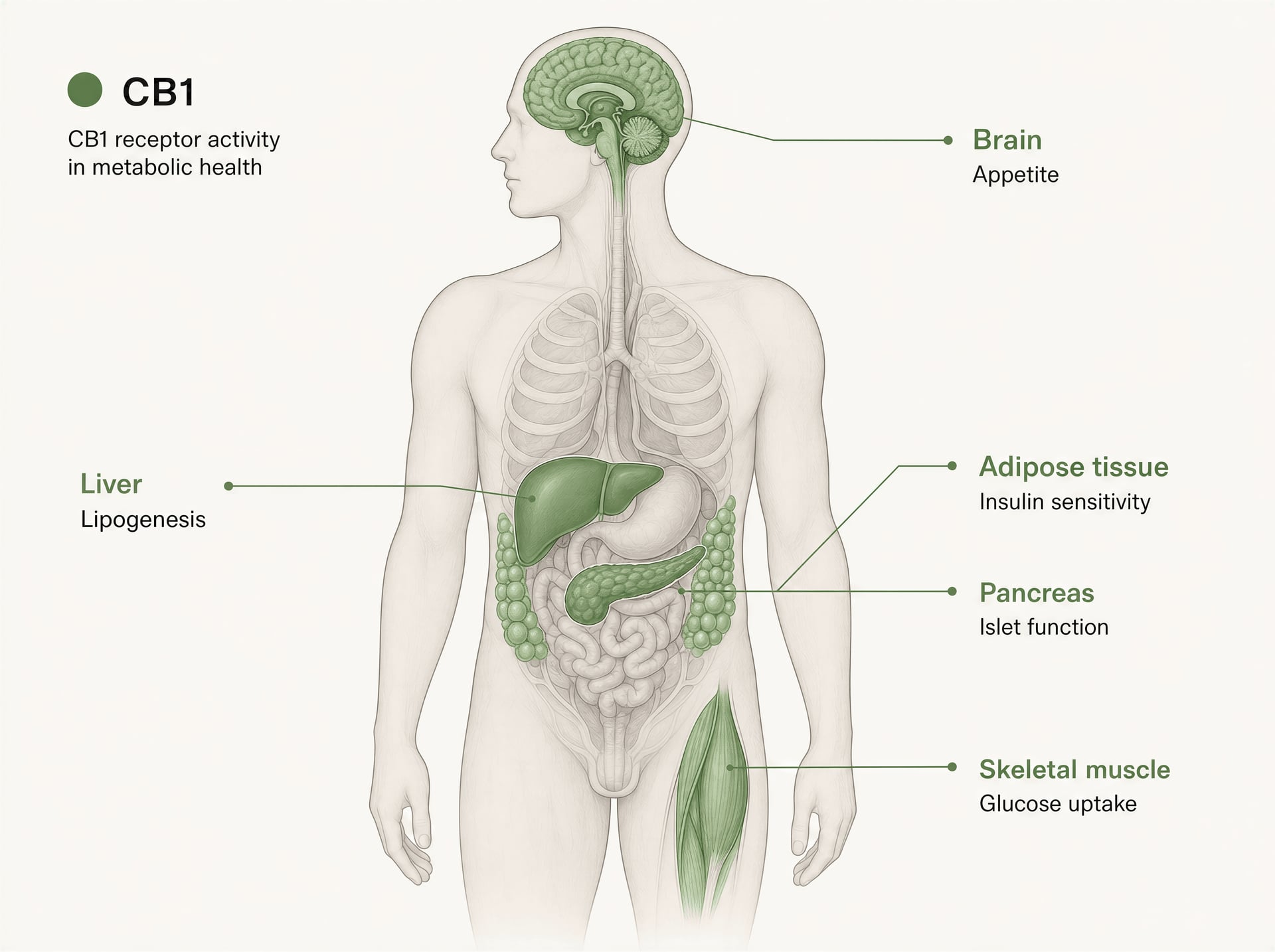 Cannabis en Diabetes: Feiten over bloedsuiker, CBD en THC