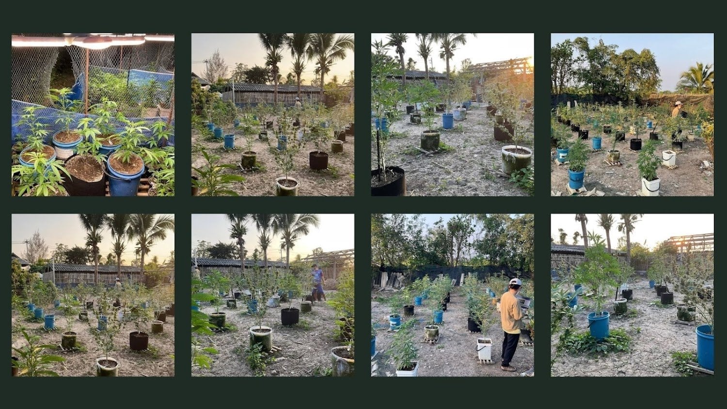 Bangrak Farm