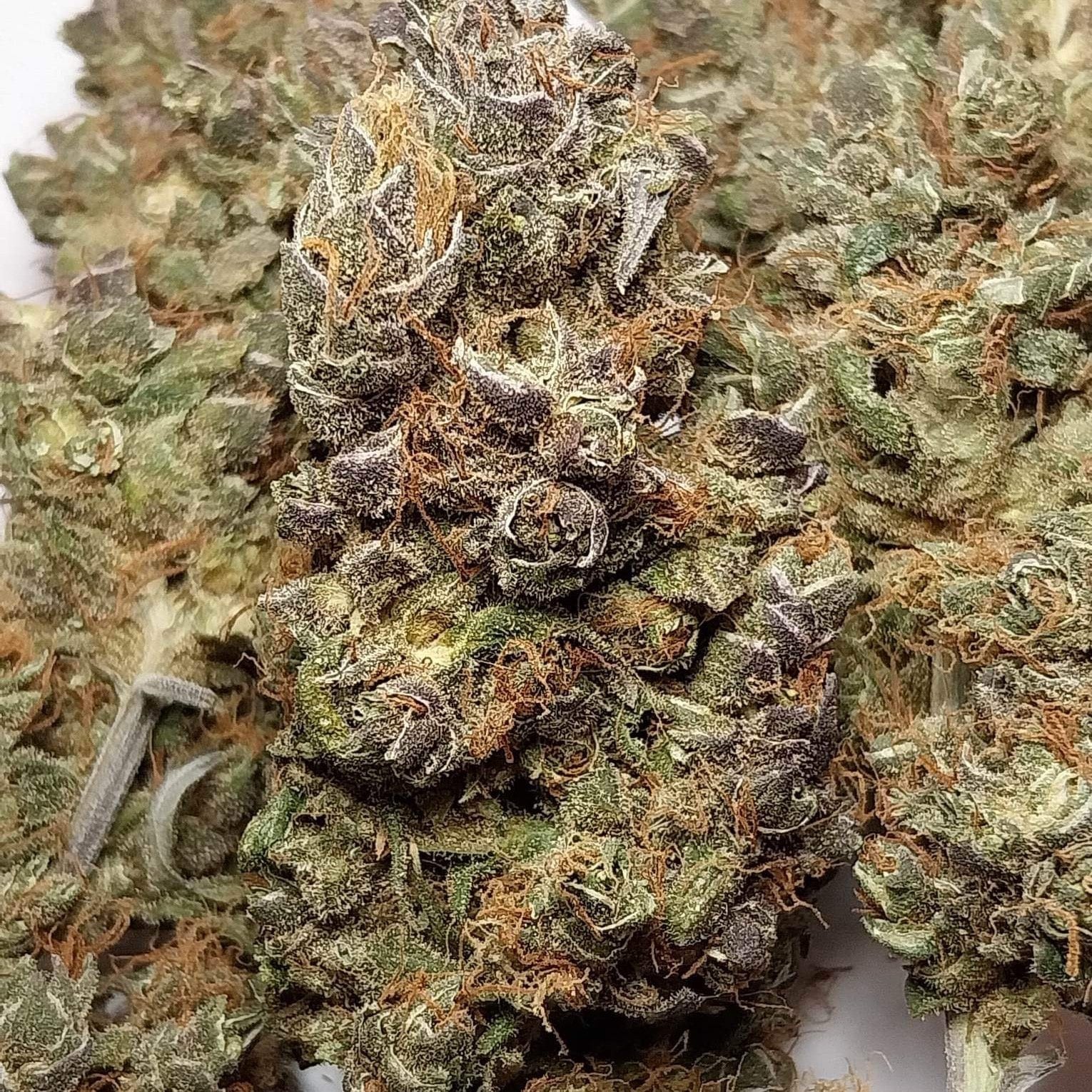 Kush Paradise