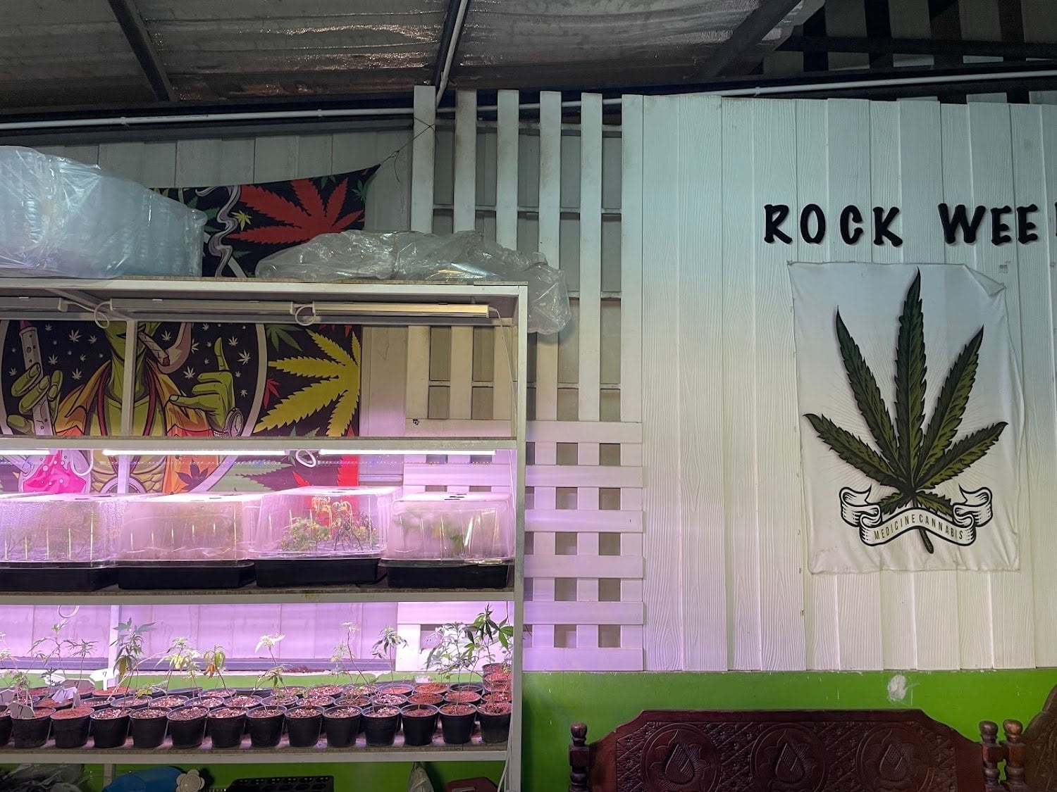 Rockweed Cannabis Shop Songkhla