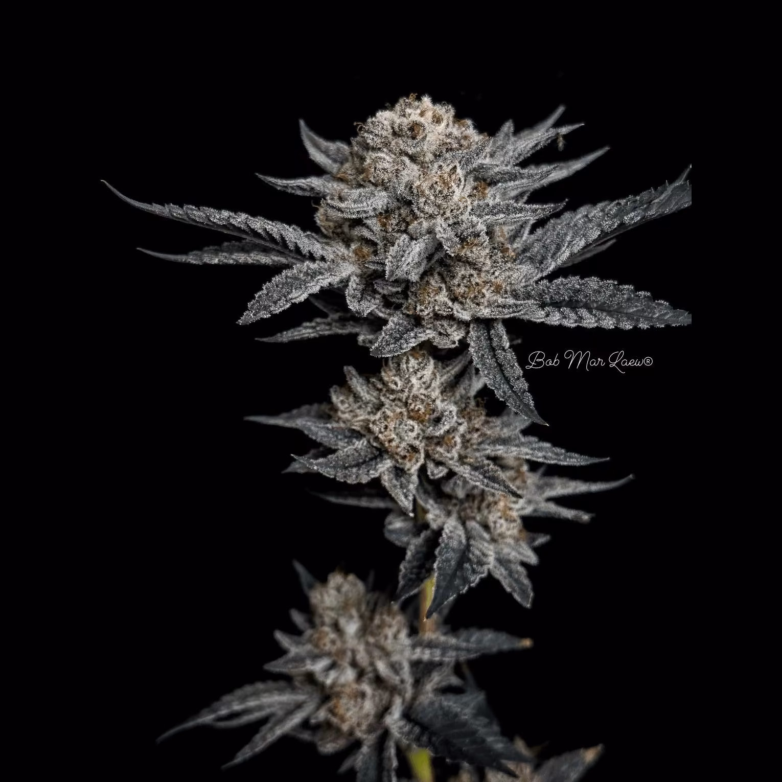 Cannabis Sosyal Kulübü BML Bob Mar Laew logo