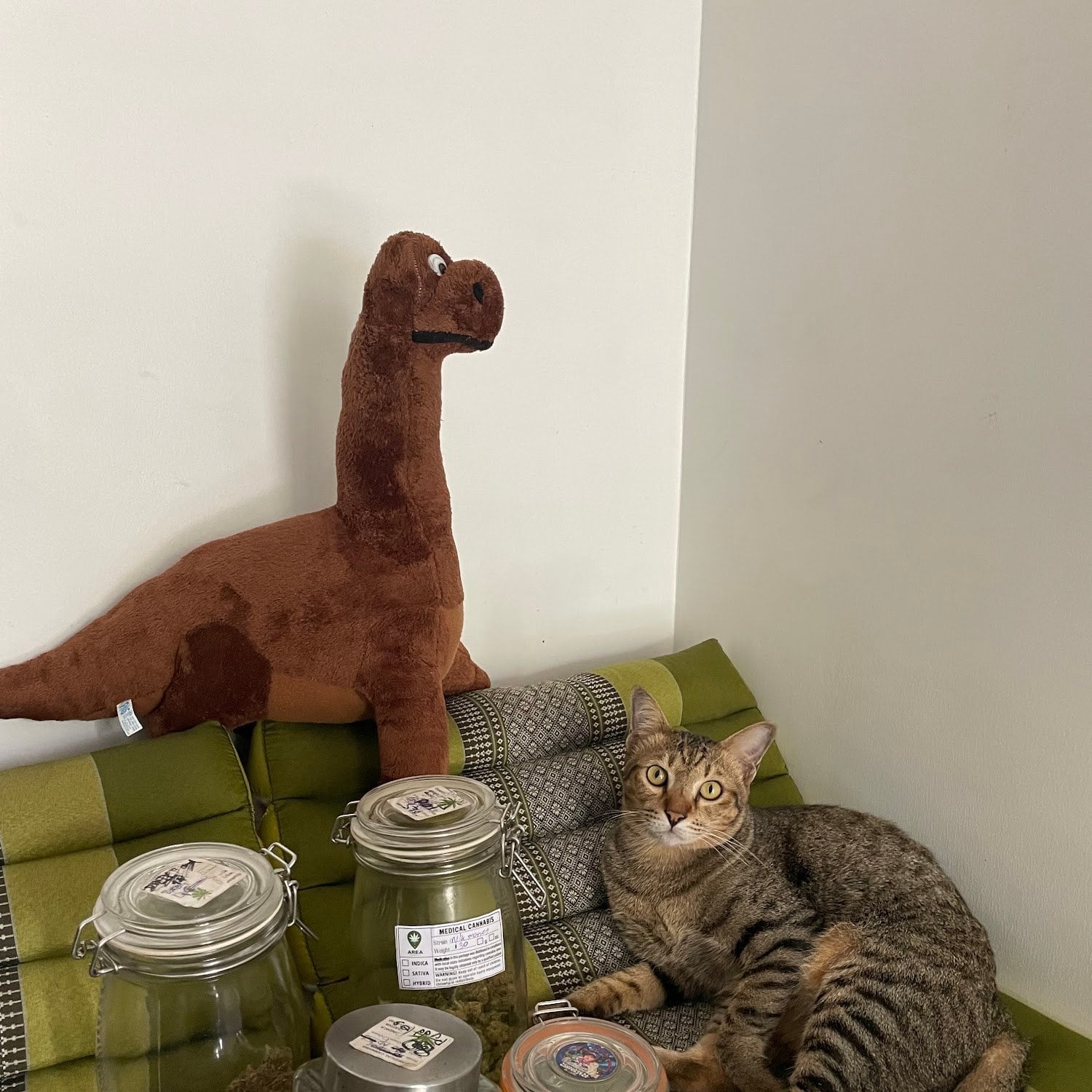 Area Cannabis