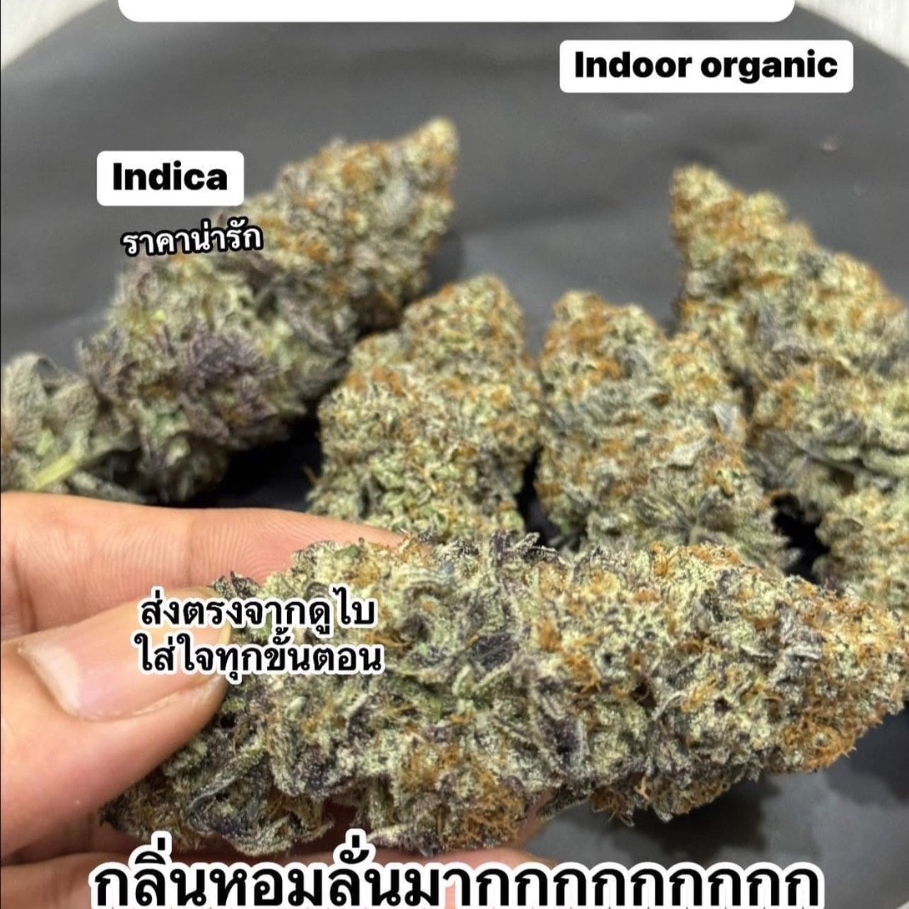 Cannabis