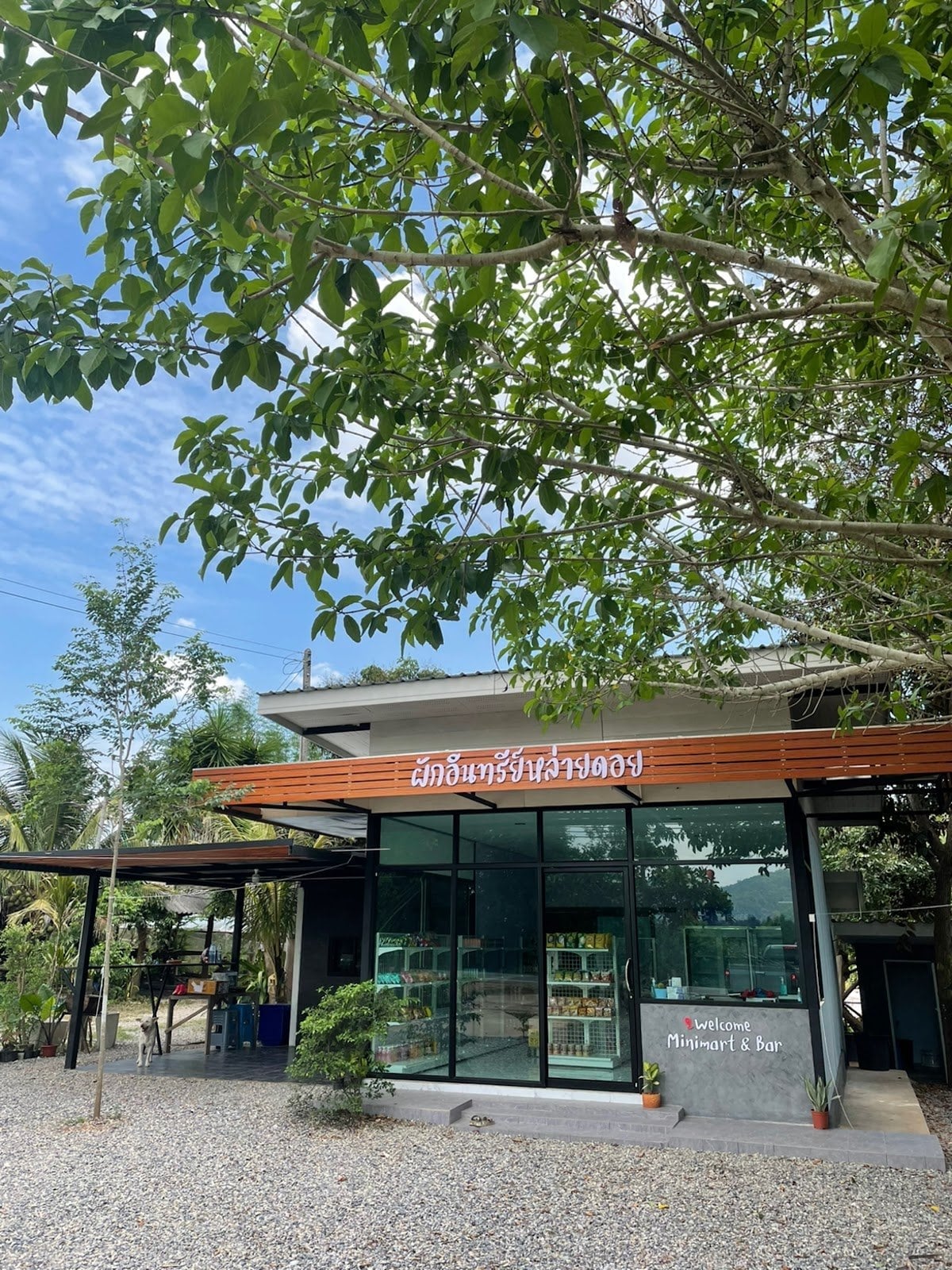 X Lai Doi Cannabis Farm