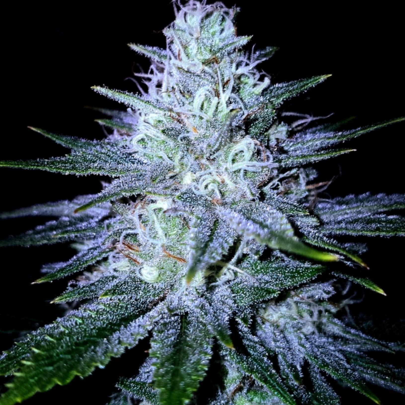 Mary Jane Buriram 1St Medical Cannabis Dispensary & Lounge In Buriram Ganja