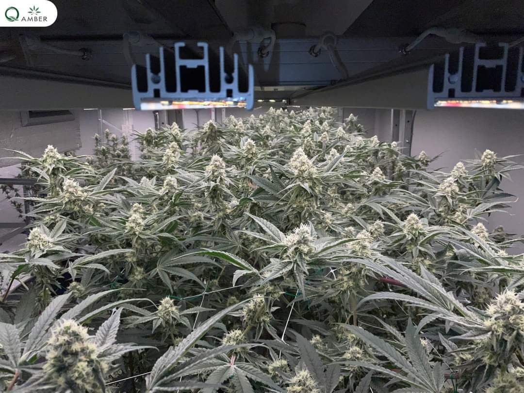 High Mai ? Cannabis Weed Cafe