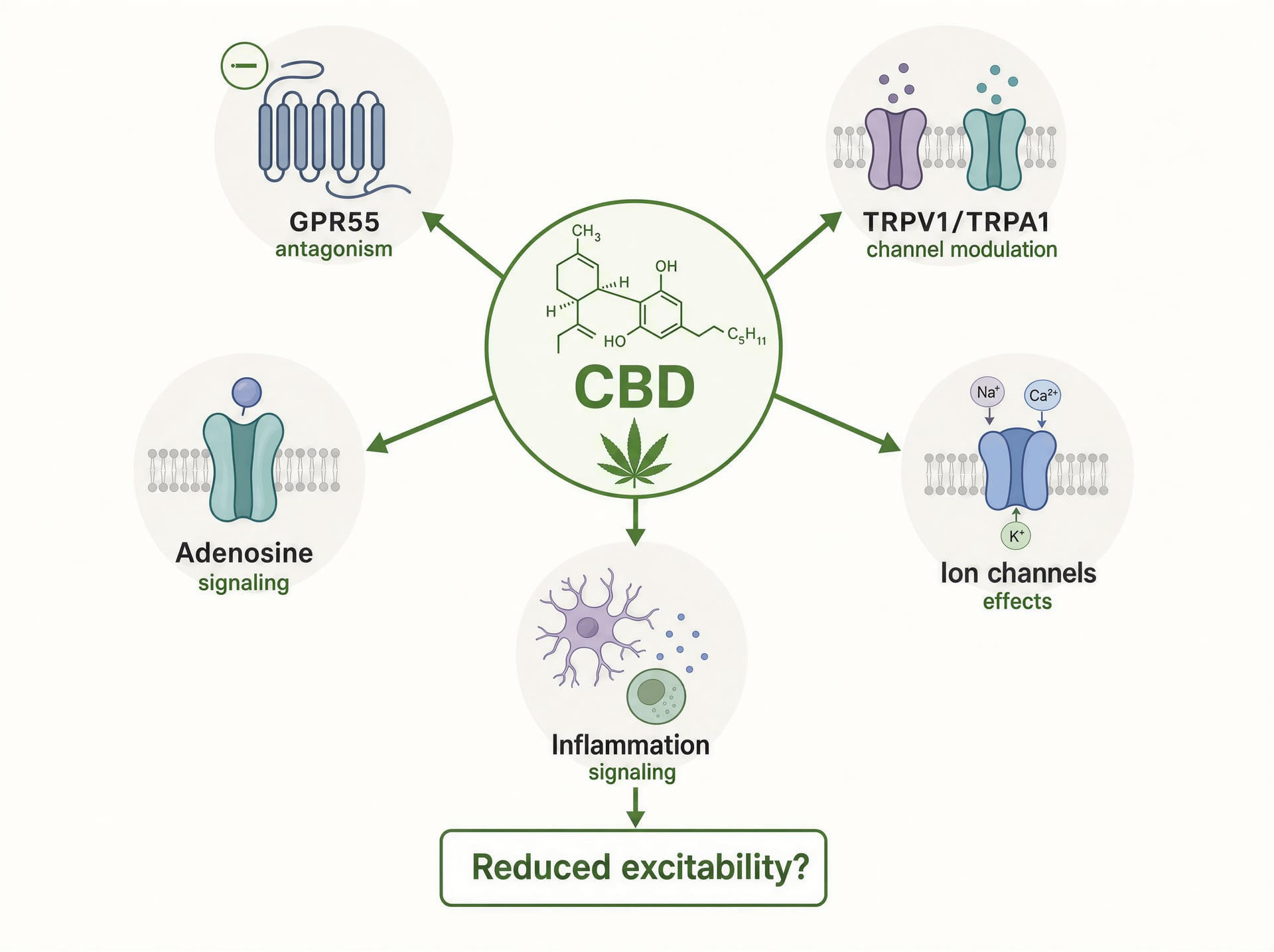 Cannabis en epilepsie: CBD, THC, klinische onderzoeken en dosering
