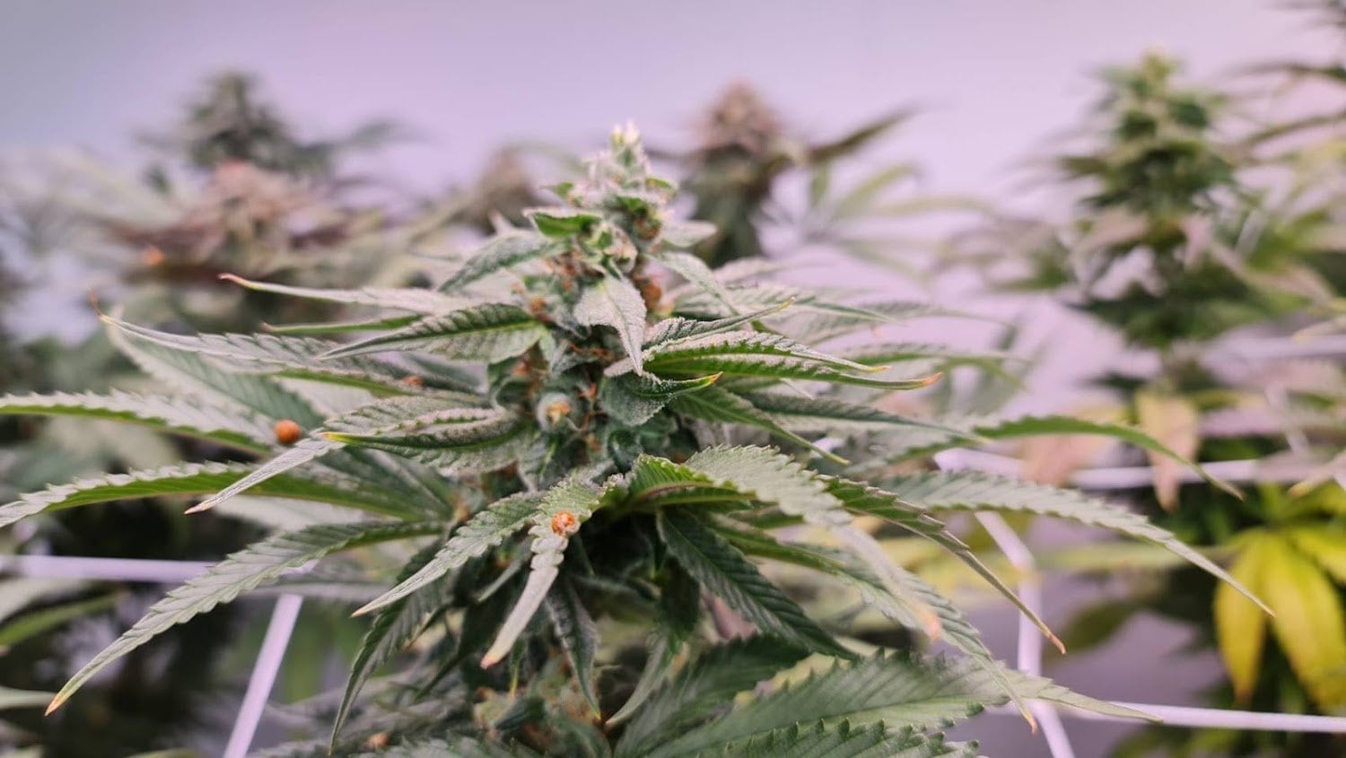 Doobie's Farm