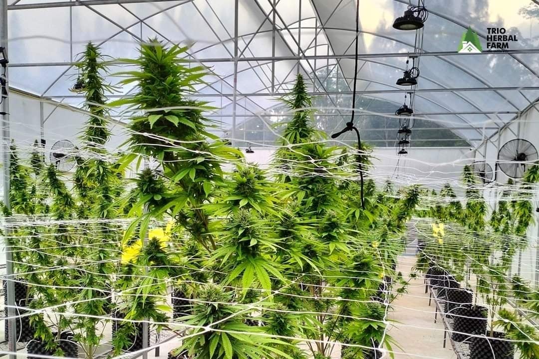 Trio Herbal Farm