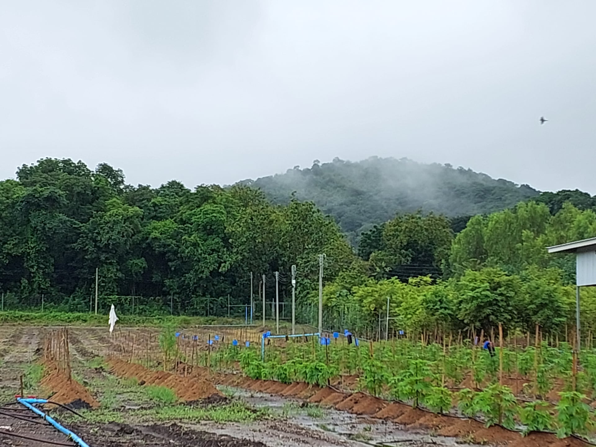 Highway Farm
