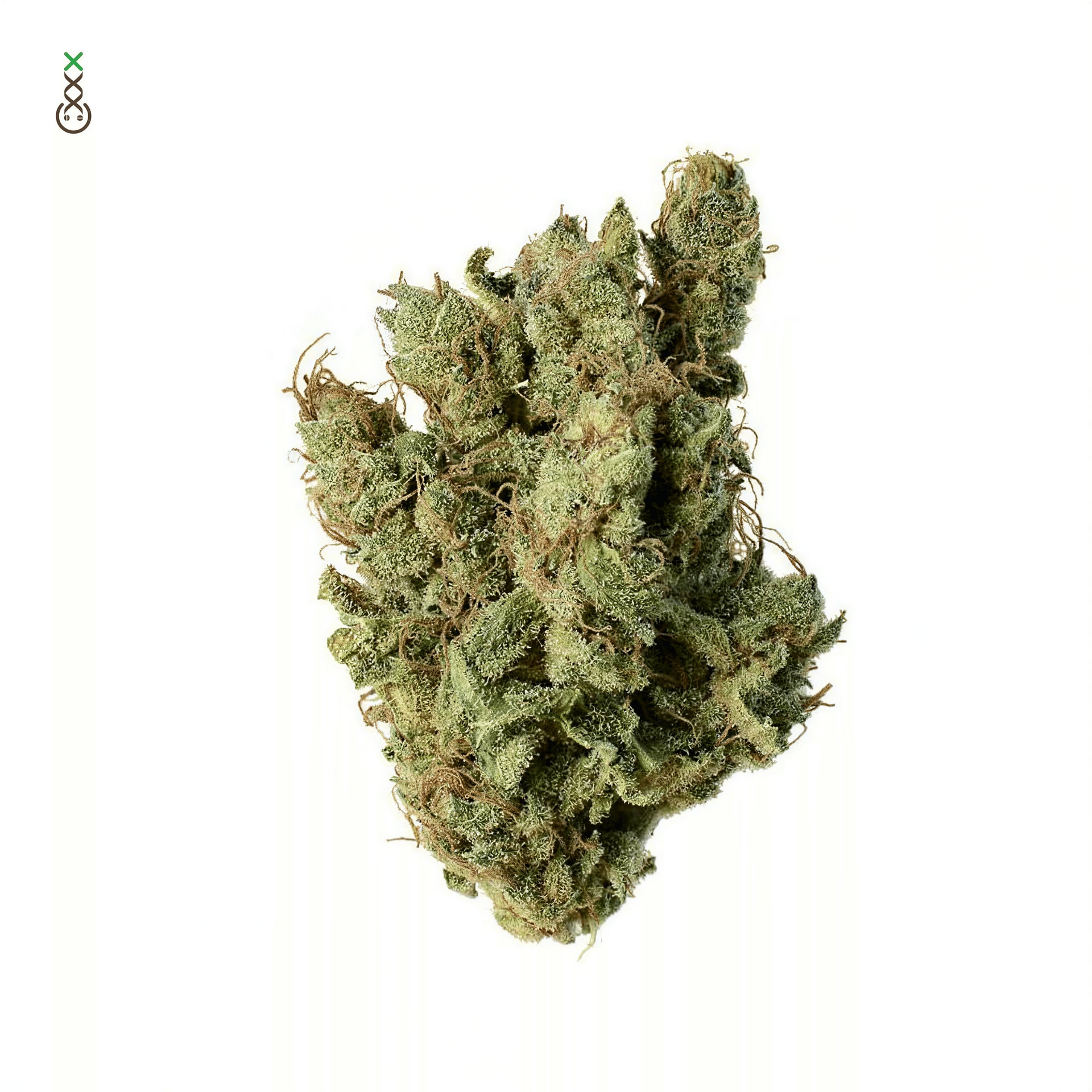 Amsterdam Genetics