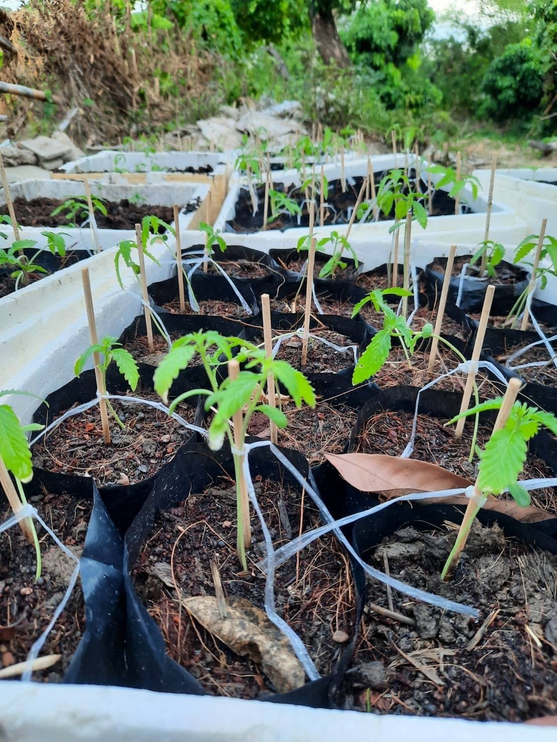 Pa Sang Seedlings