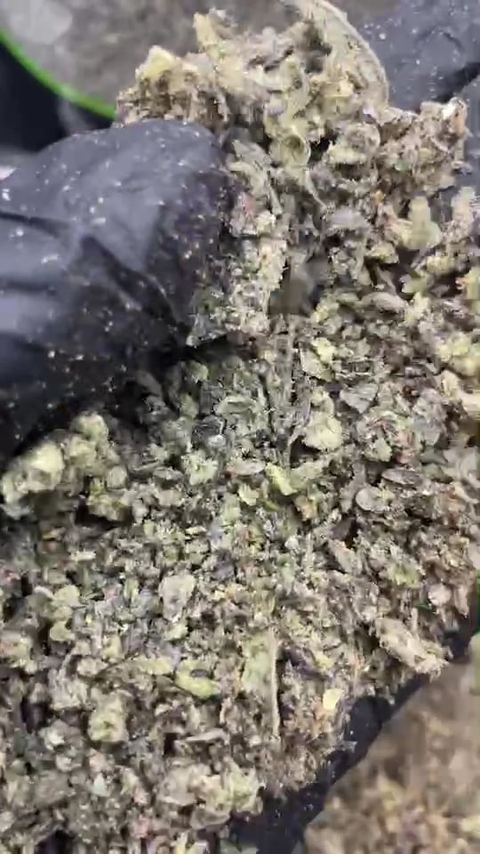 Cannabest Weed Shop Hatyai