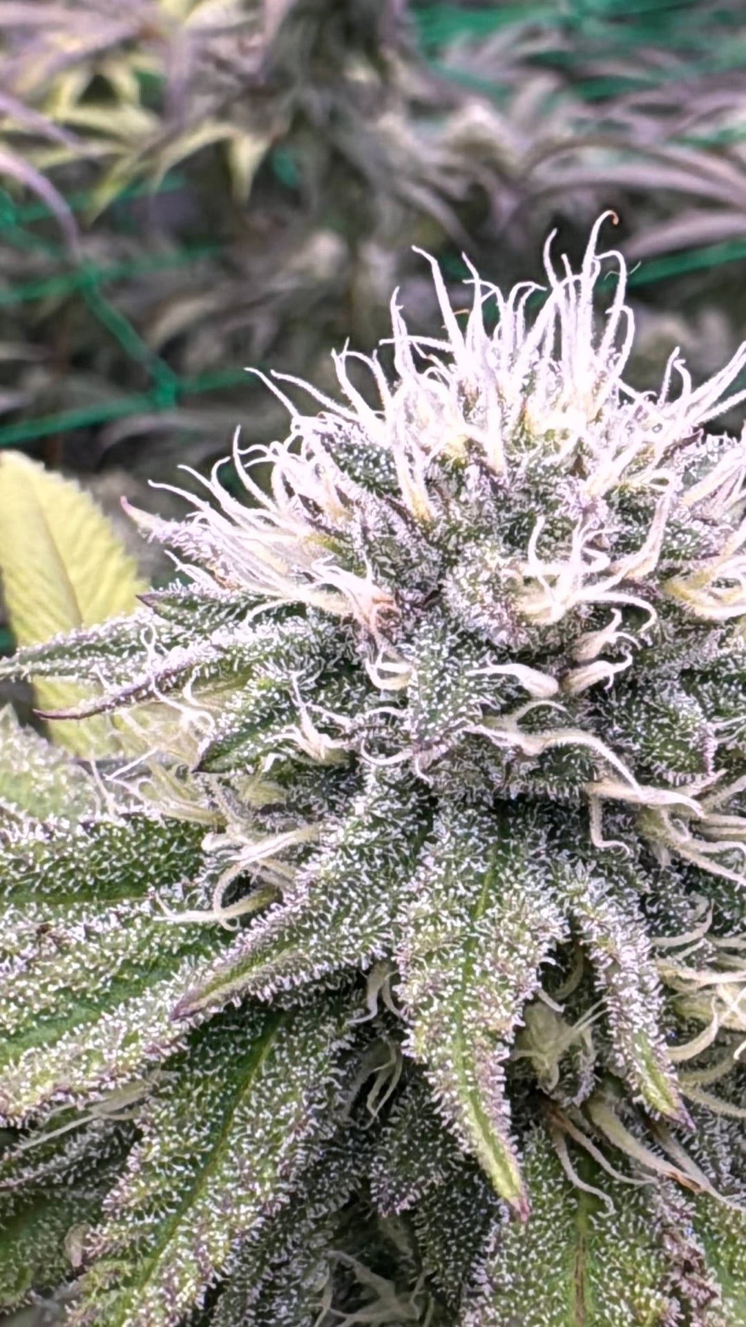 Family Weed Farm