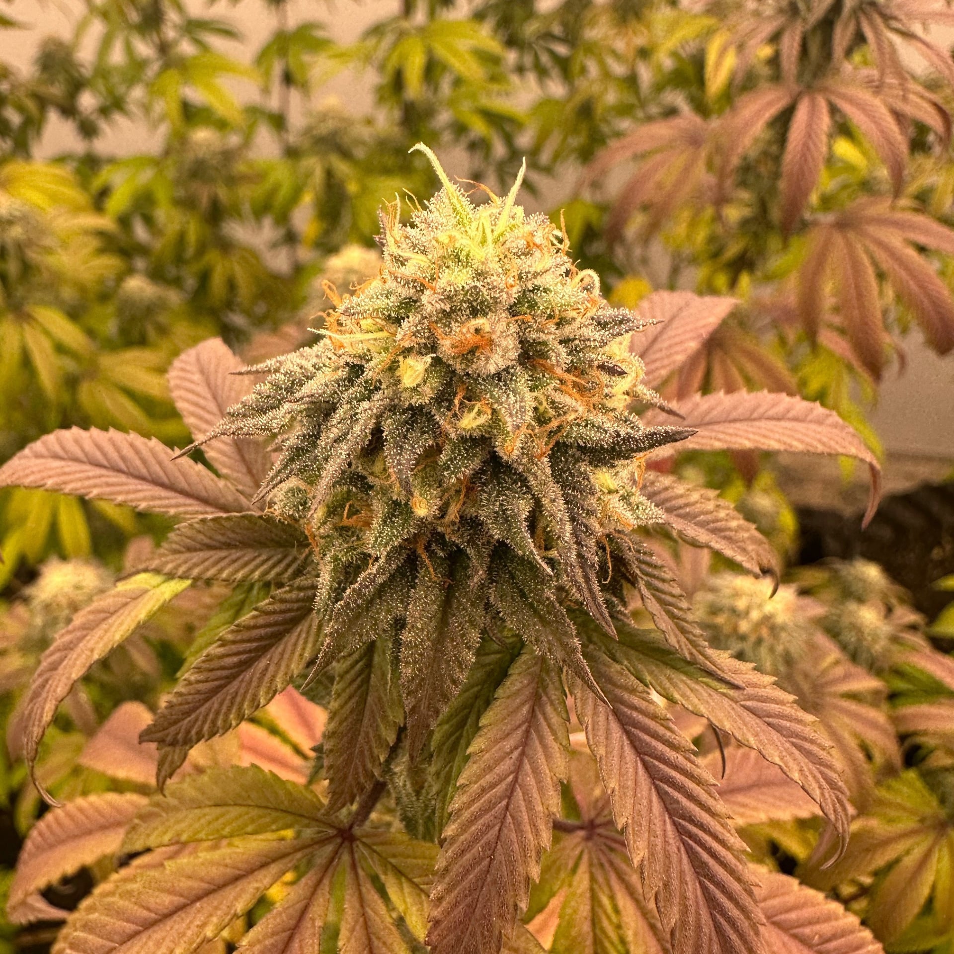 Big Fields Cannabis Farm & Shop X