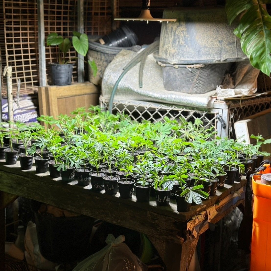 Mungkon Cannabis