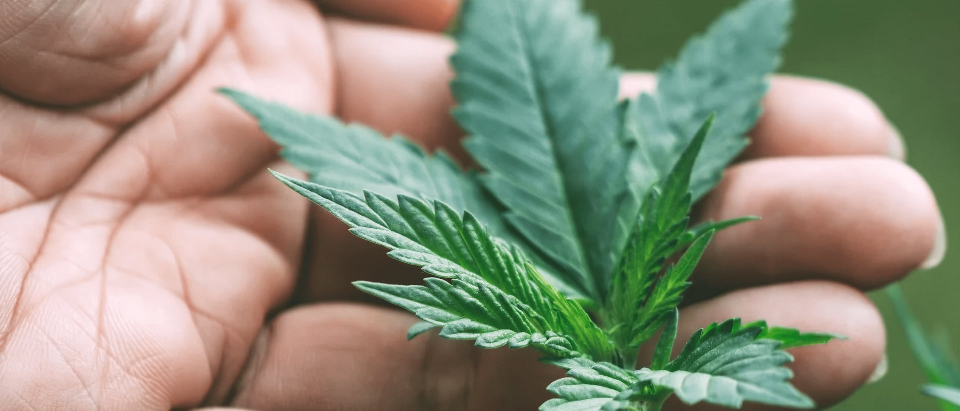 The Marijuana Club hero