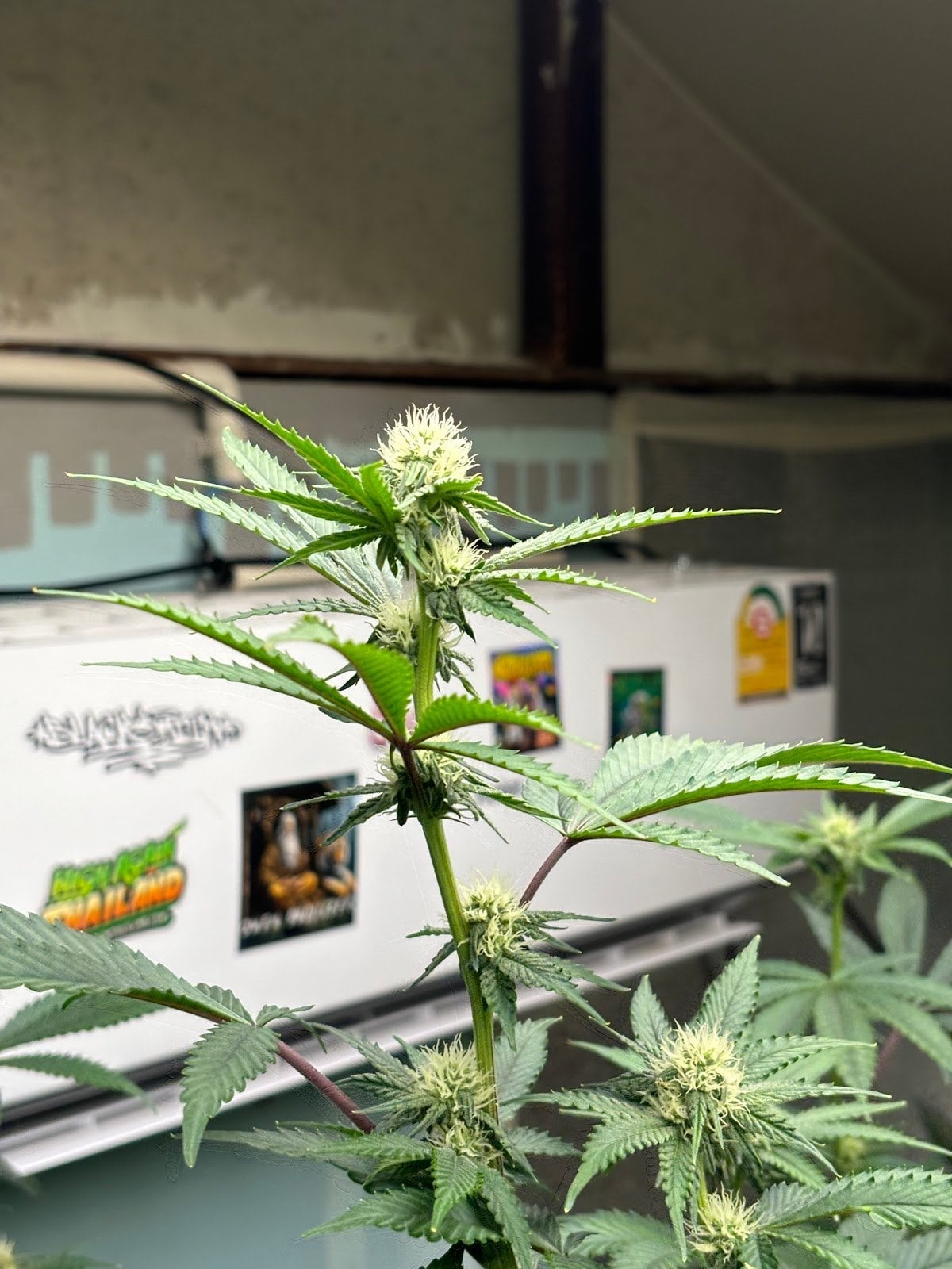 Black Sheep Cannabis420