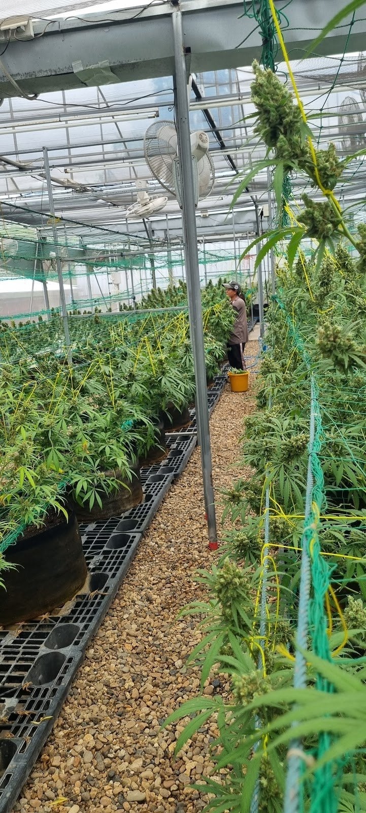 NGK Organic Farm And Cannabis Farm Tour