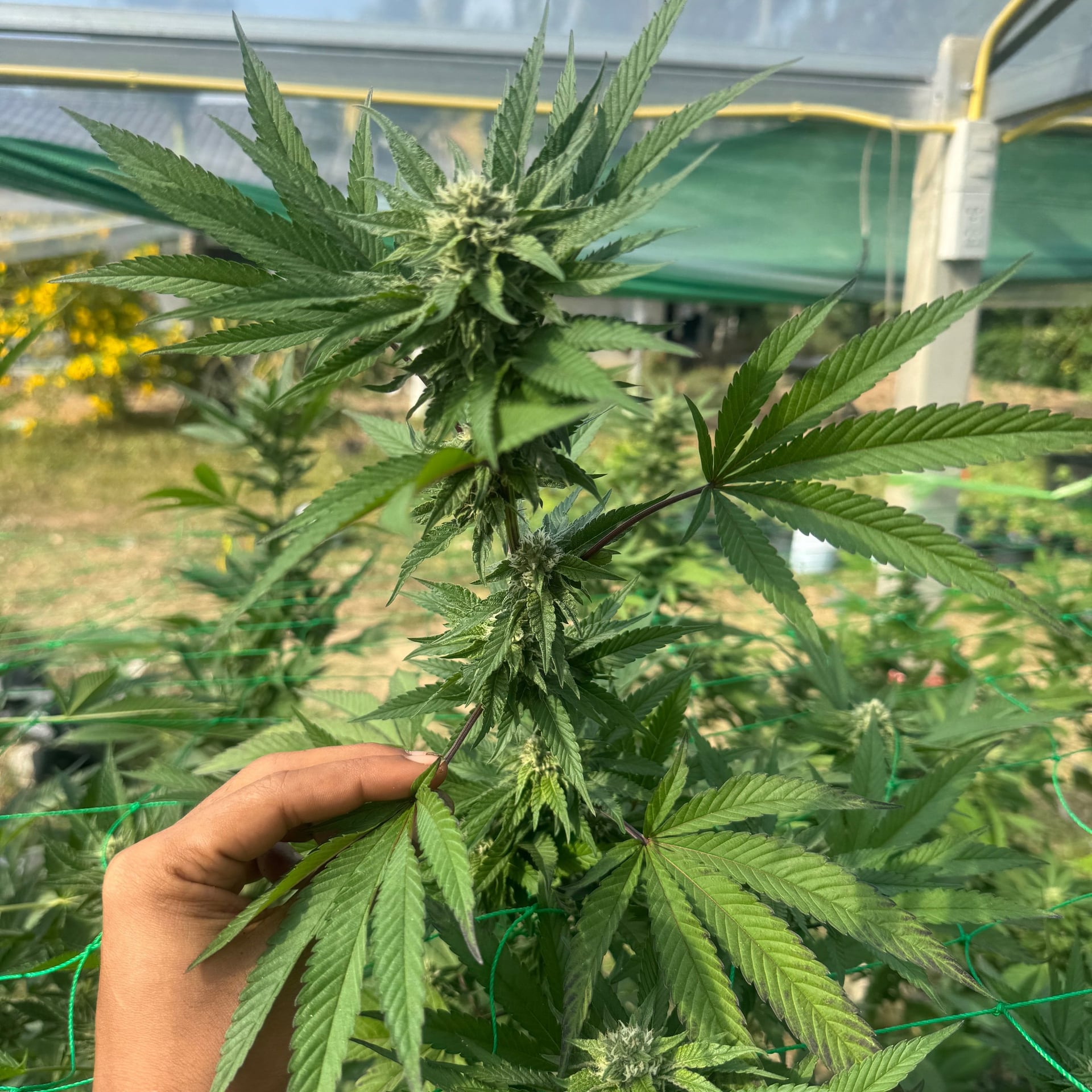 420