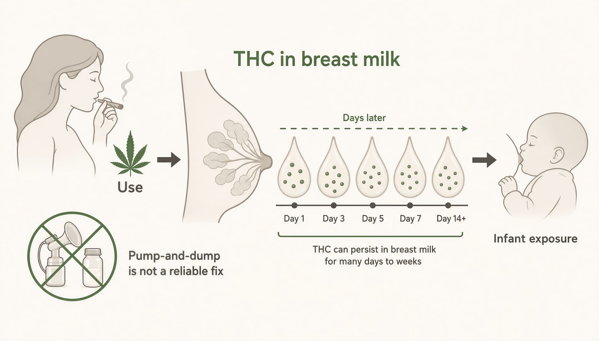 사용 후 수일 동안 모유에 남아 있는 THC를 보여주는 도식도.
