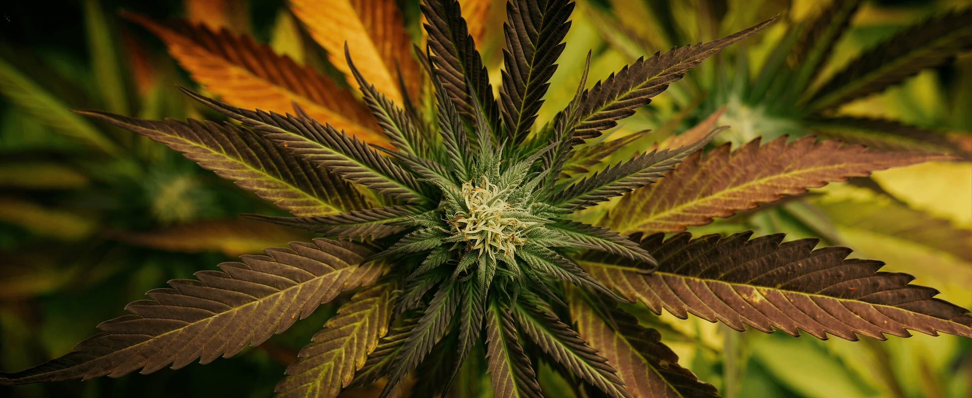 Cannabis Social Club München i.G