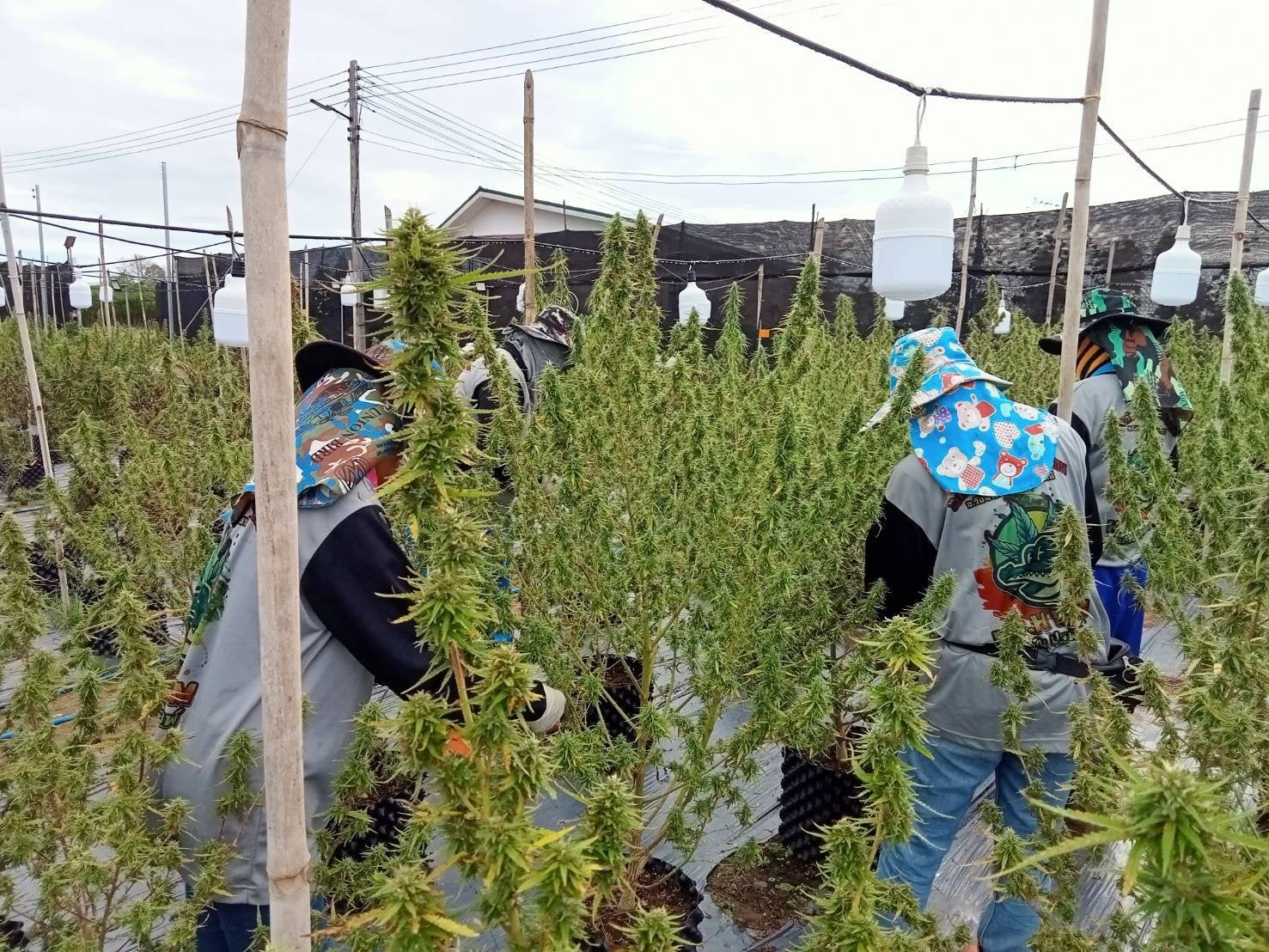 Kph Farm