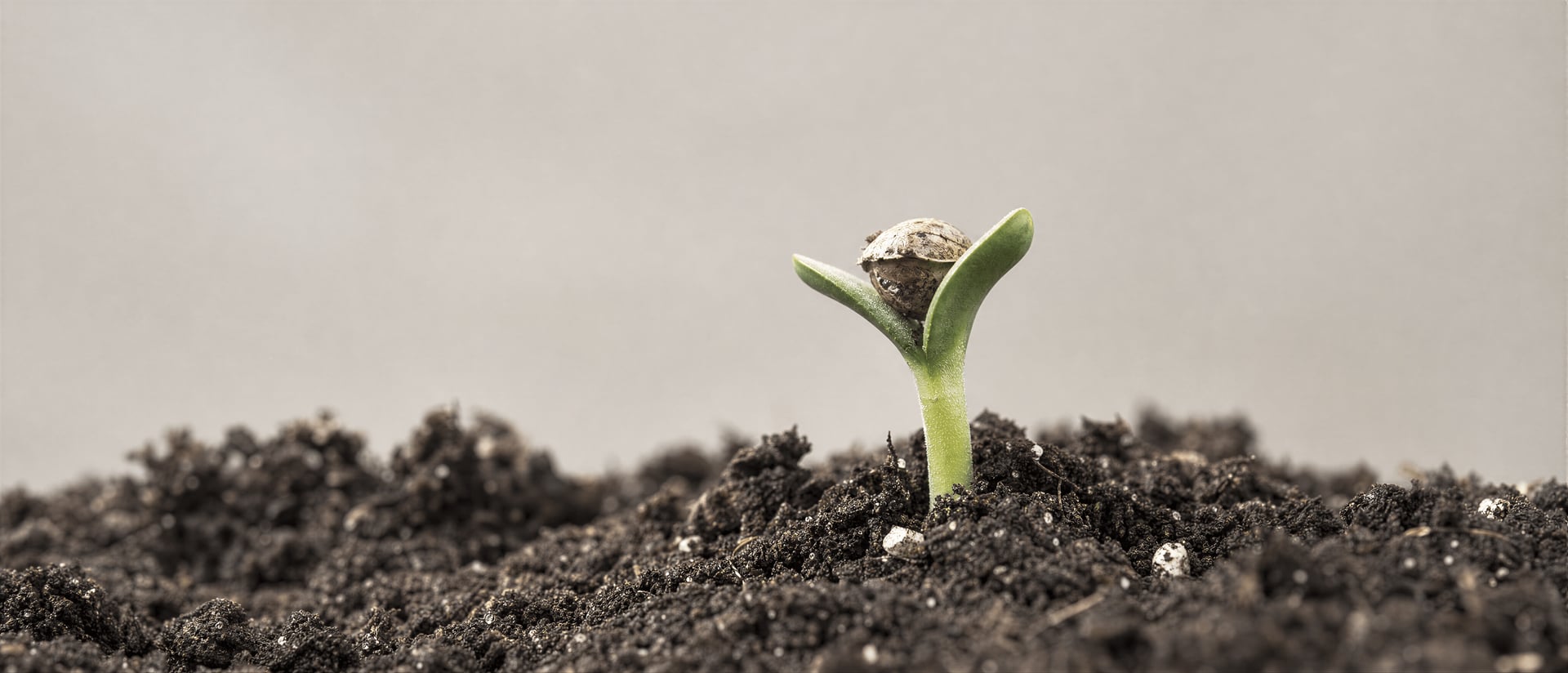 Cannabis Germination Guide: Seeds, Methods, Temps