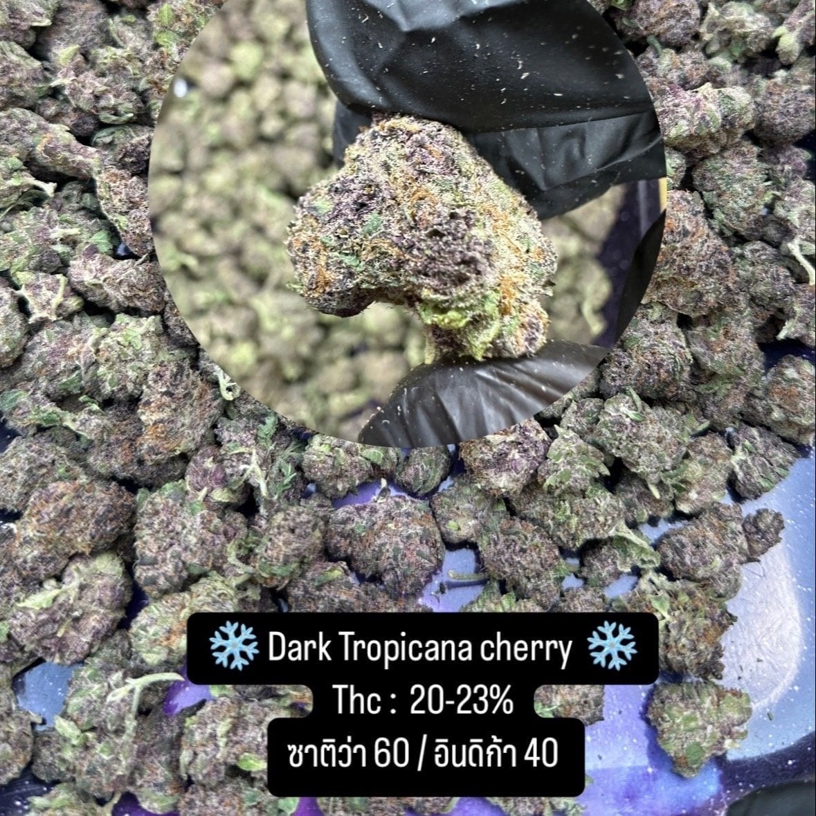 Area21 Cannabis Satun