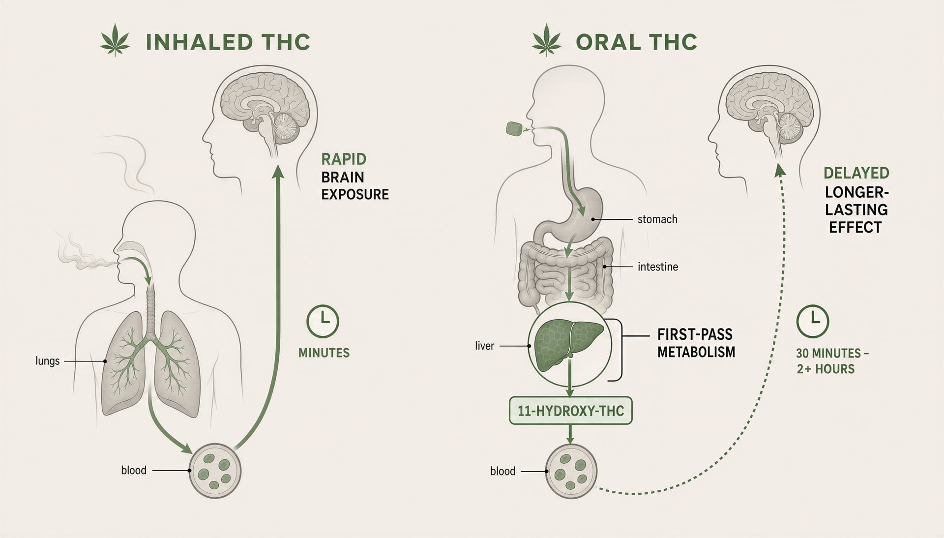 Толерантность и зависимость от cannabis: механизмы CB1