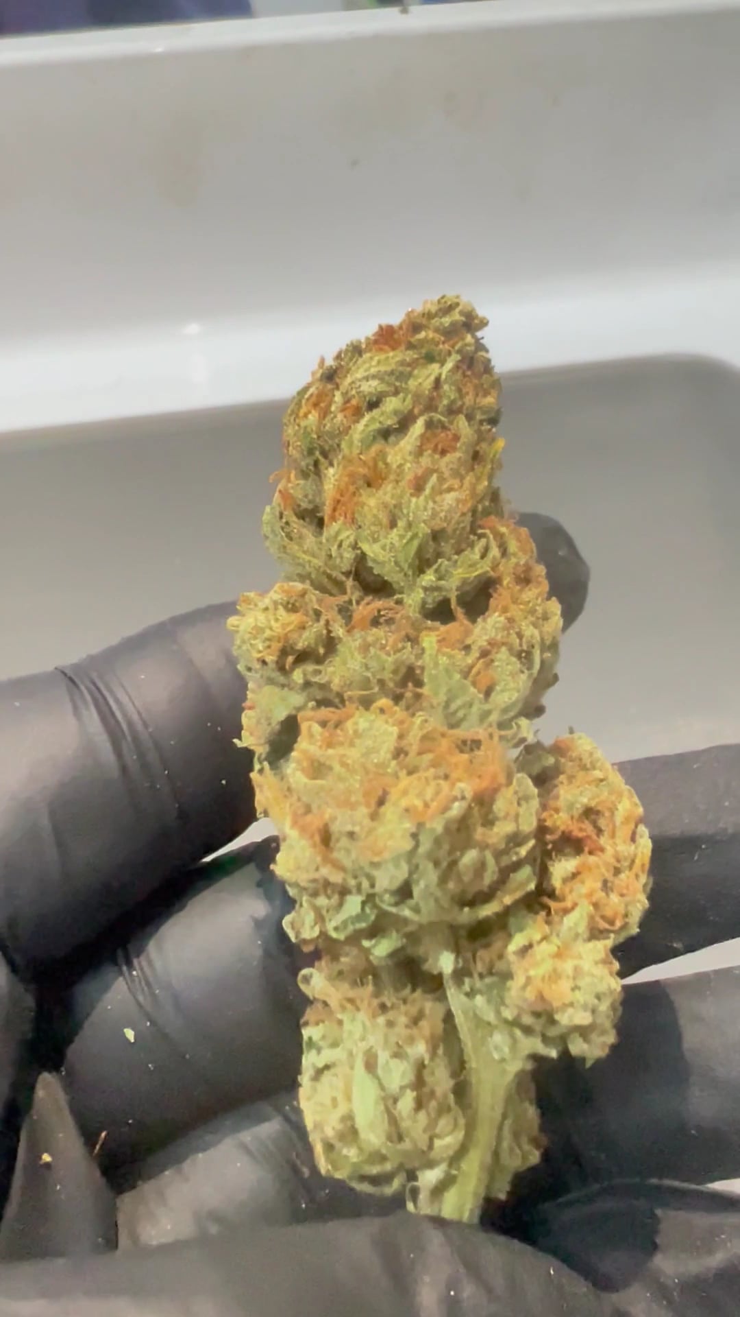 Global Partner Cannabis Farm