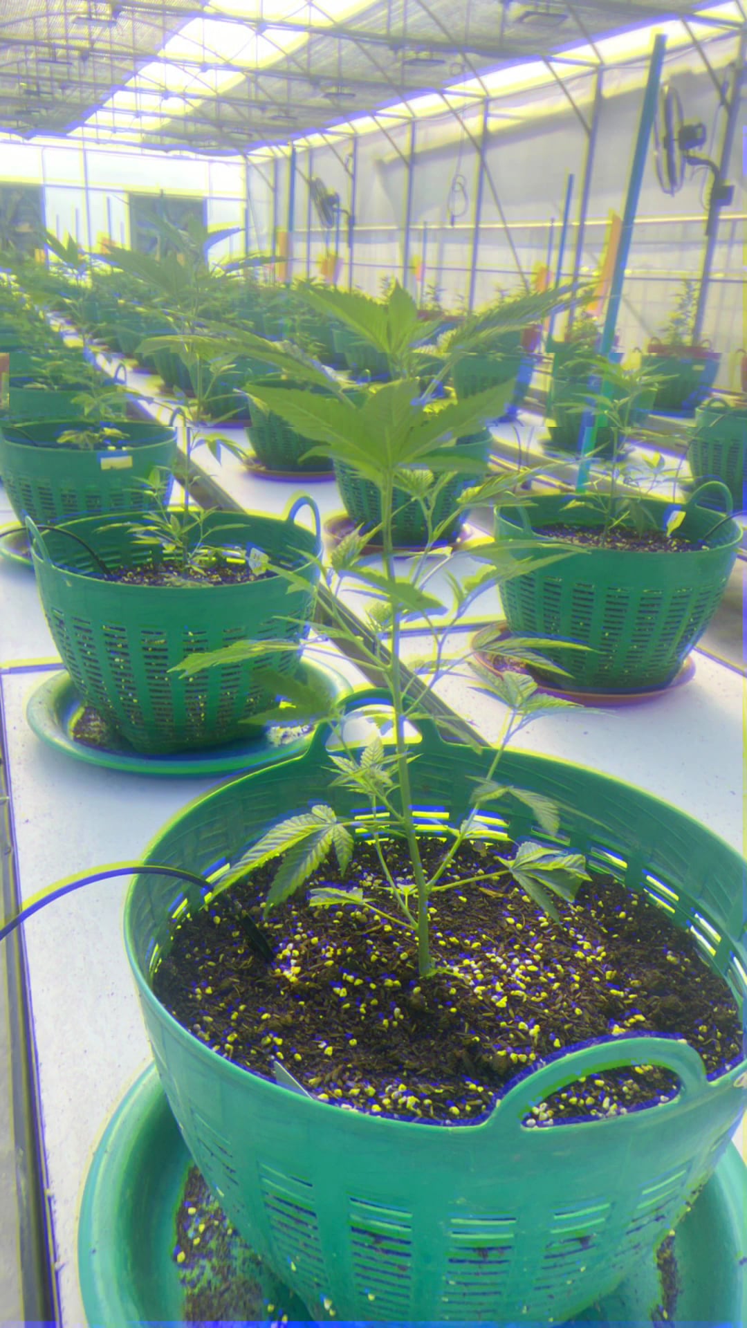 Global Partner Cannabis Farm