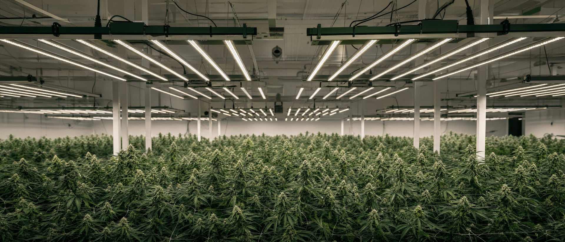 Cannabis világítási útmutató: PPFD, DLI és növénynevelő lámpák
