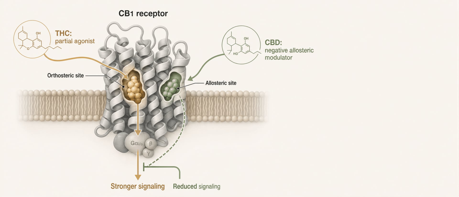 CBD ist kein CB1-Agonist: Wie es wirklich wirkt