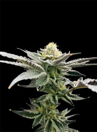 The Right Global Trading Co.,Ltd. RGTcannabis Farm