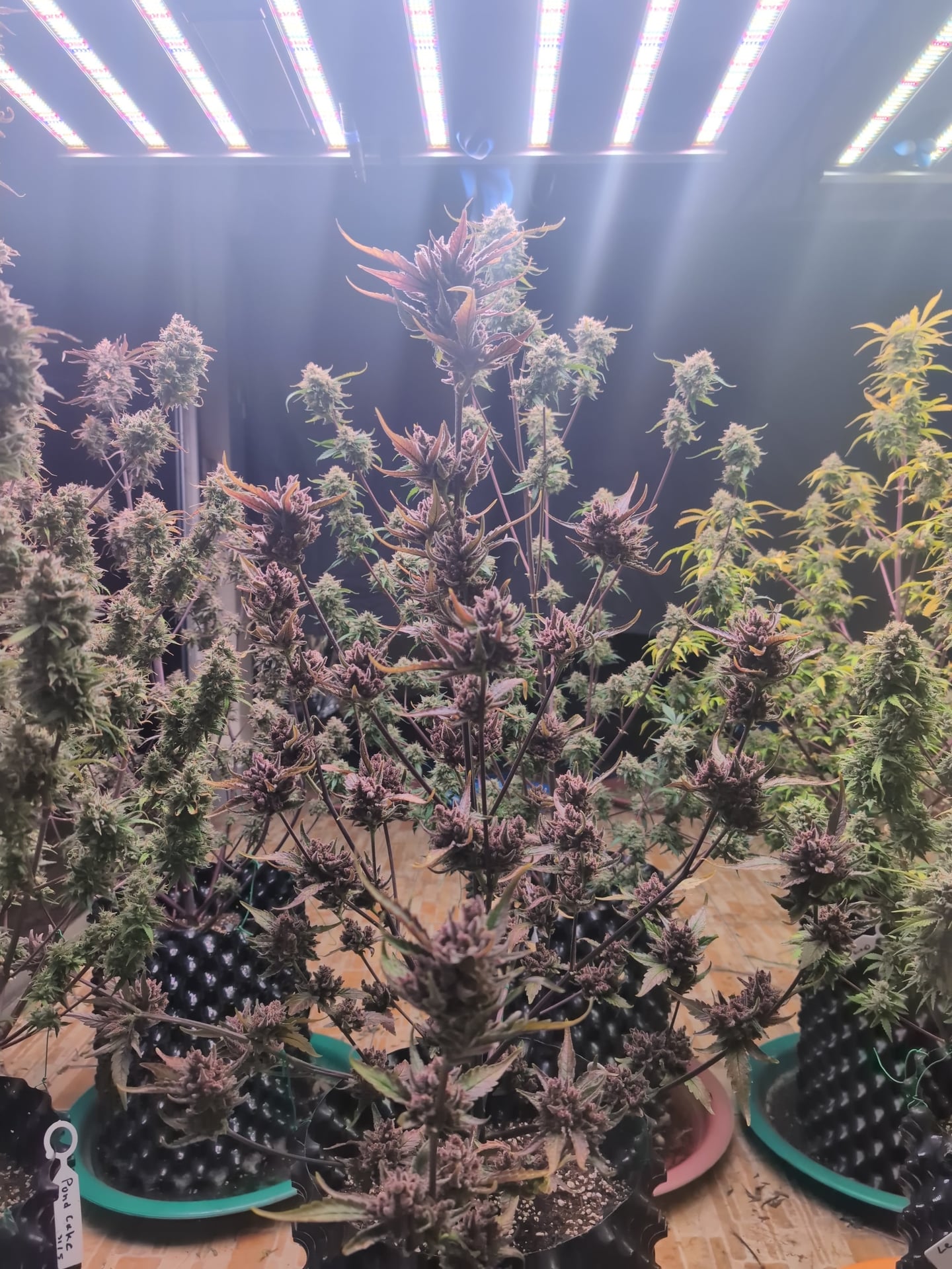 BC Green Grower Cafe