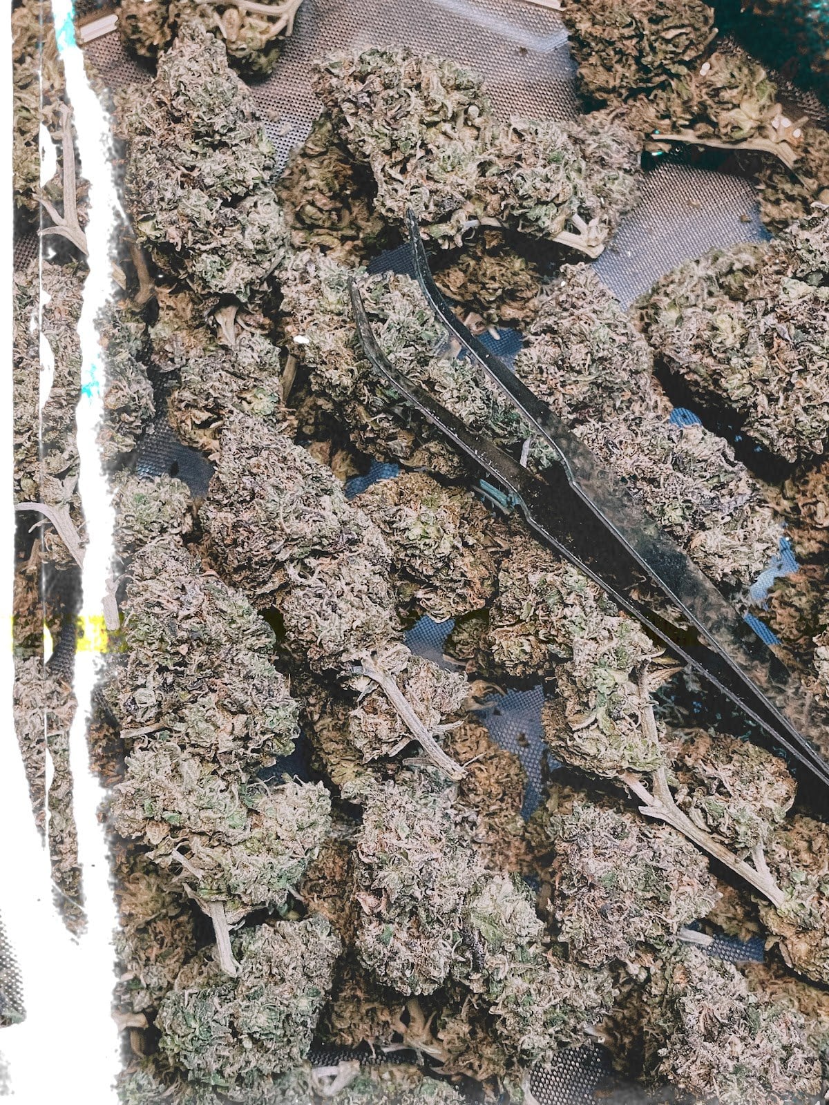 Konguneng.undergrow420
