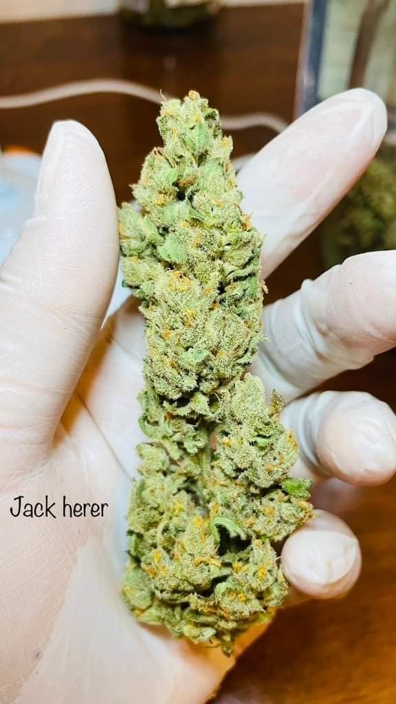 Ganjaland