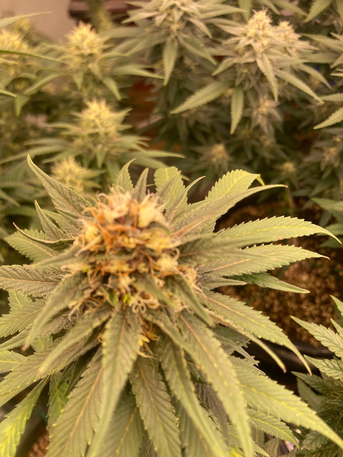Top Strain Cannabis