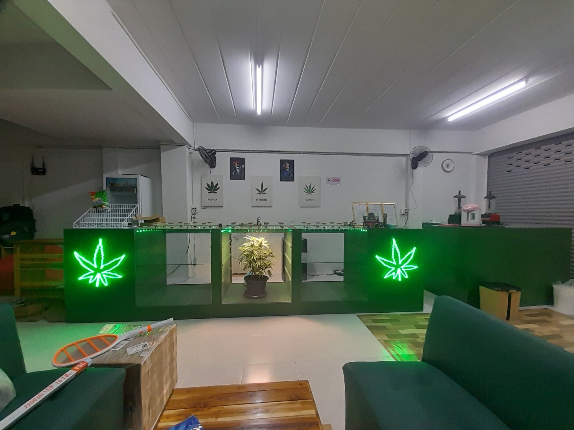 StarWeed