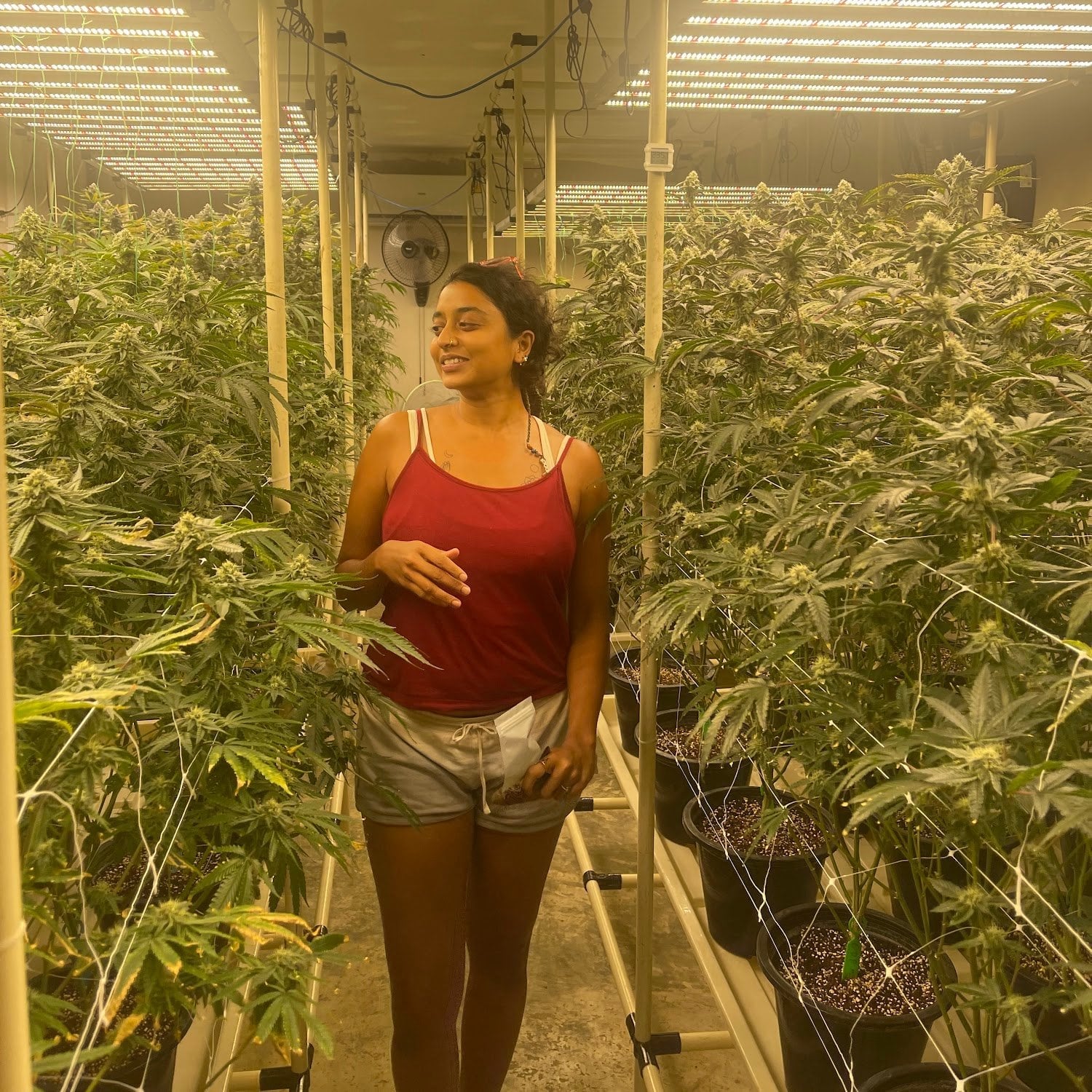 Phuket Homegrown Farm Cannabis & Weed Good Things Don't Have To Be Expensive
