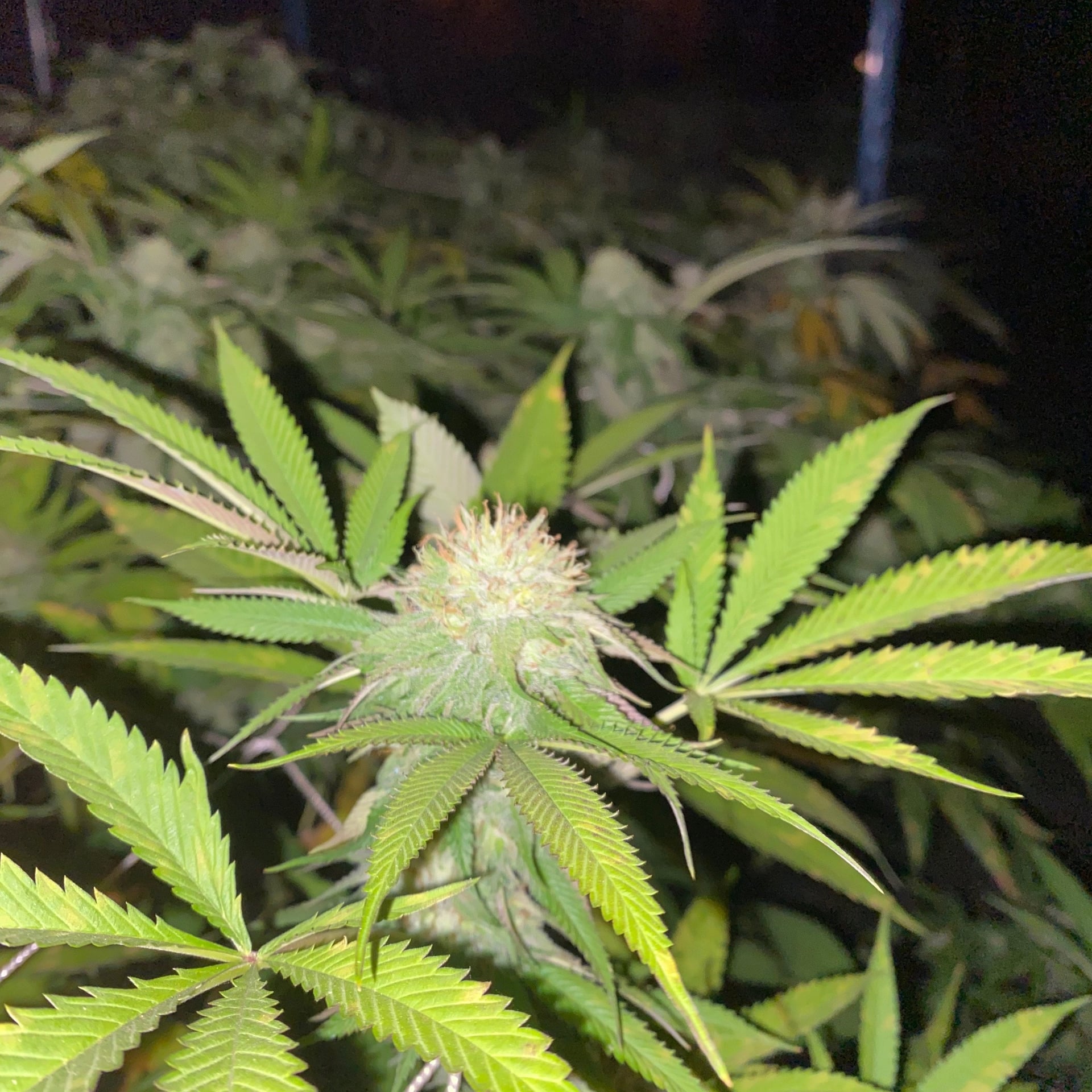 Lafayette Organic Weed & Cannabis Farm