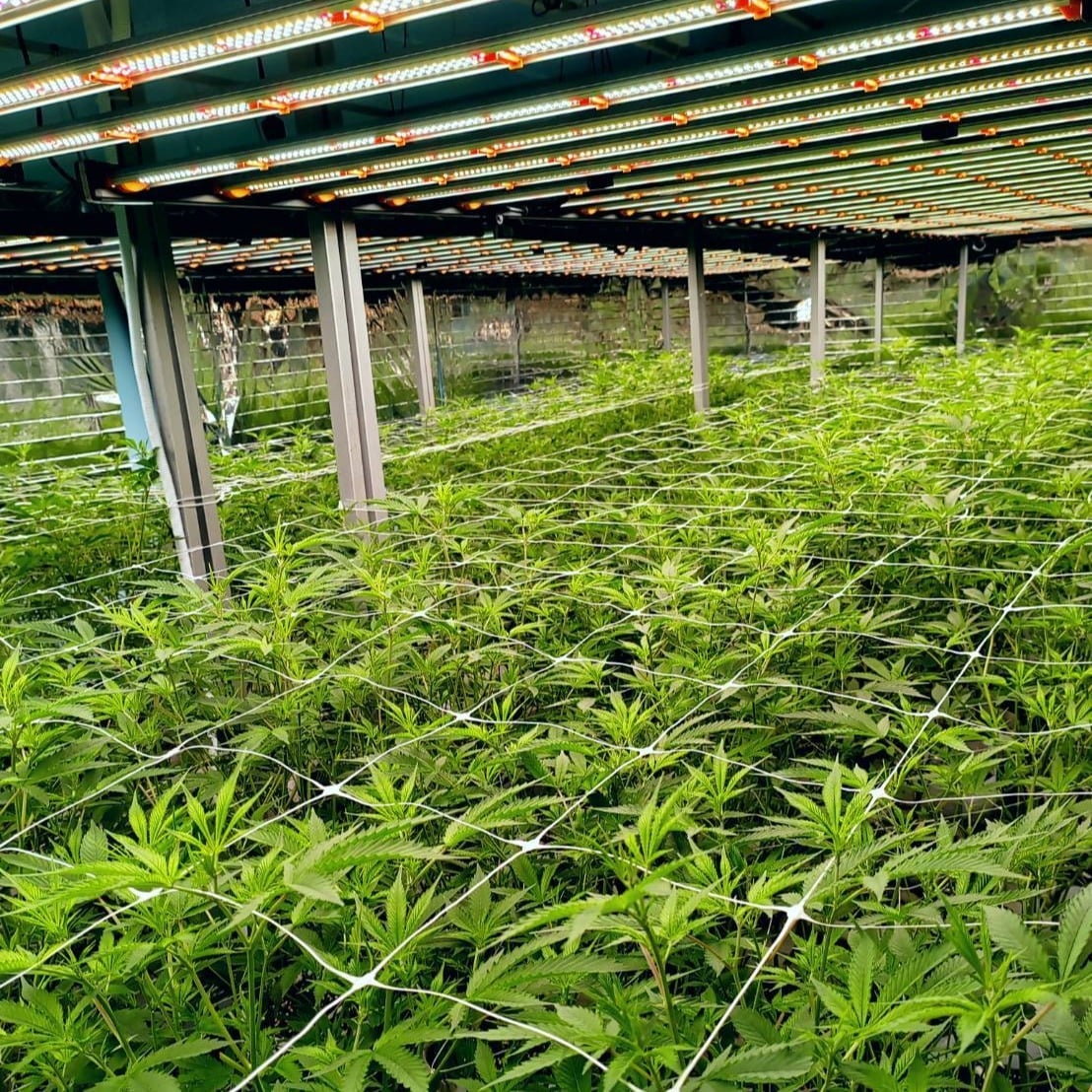 Cannabis Praew Love