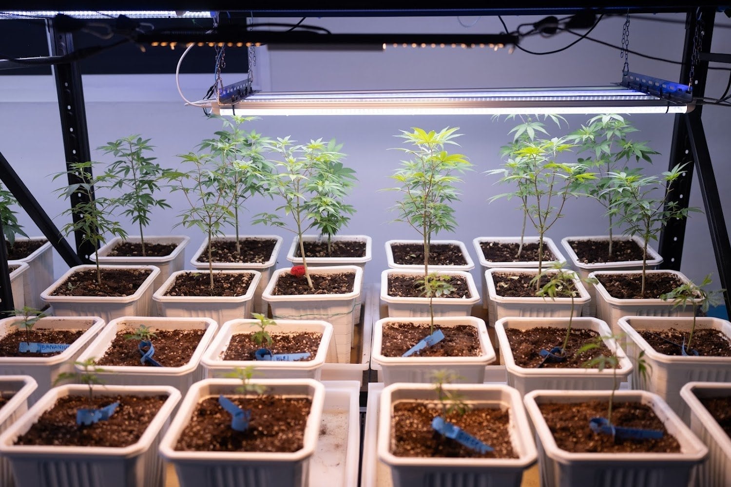 WPS Group Hemp Farm Research Station