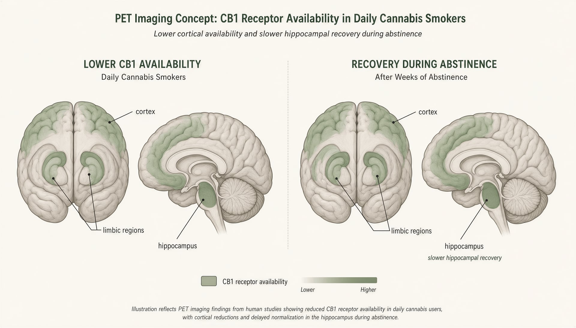 Толерантность и зависимость от cannabis: механизмы CB1